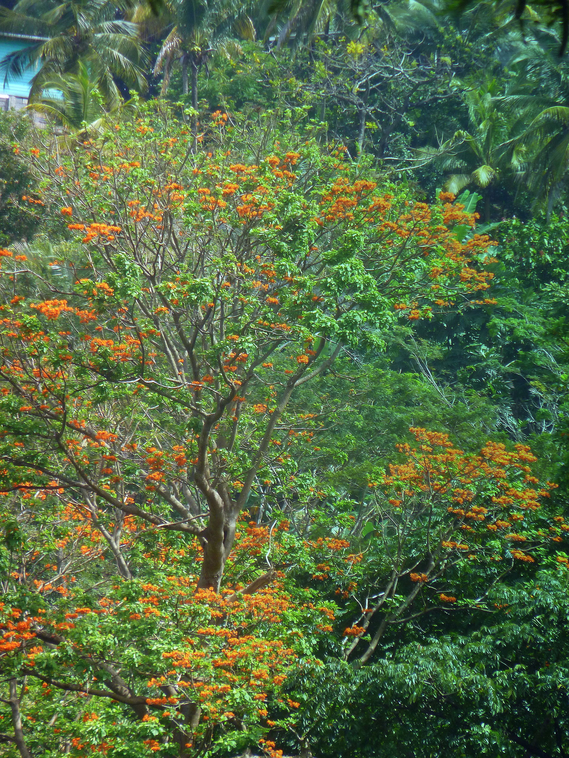 Grenada, Karibik - Grenada - near Douglaston Estate
