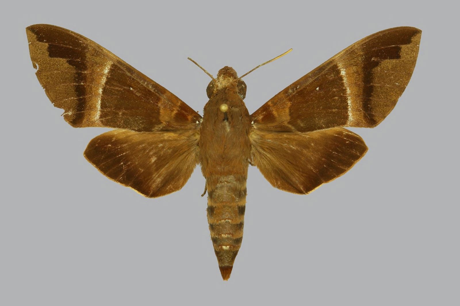 Nephele oenopion transitoria, female, upperside. France, Moheli…