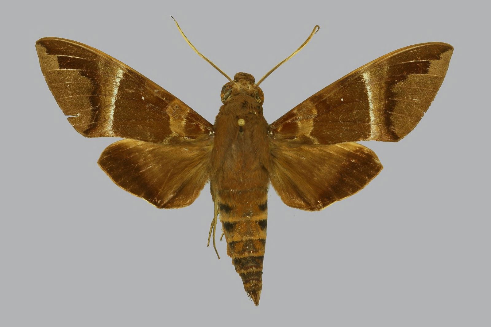 Nephele oenopion transitoria, male, upperside. France, Moheli, …