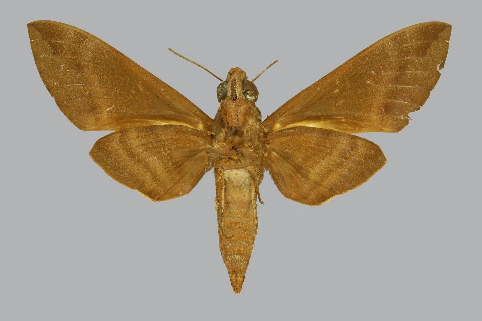 Nephele oenopion transitoria, female, underside. France, Moheli…