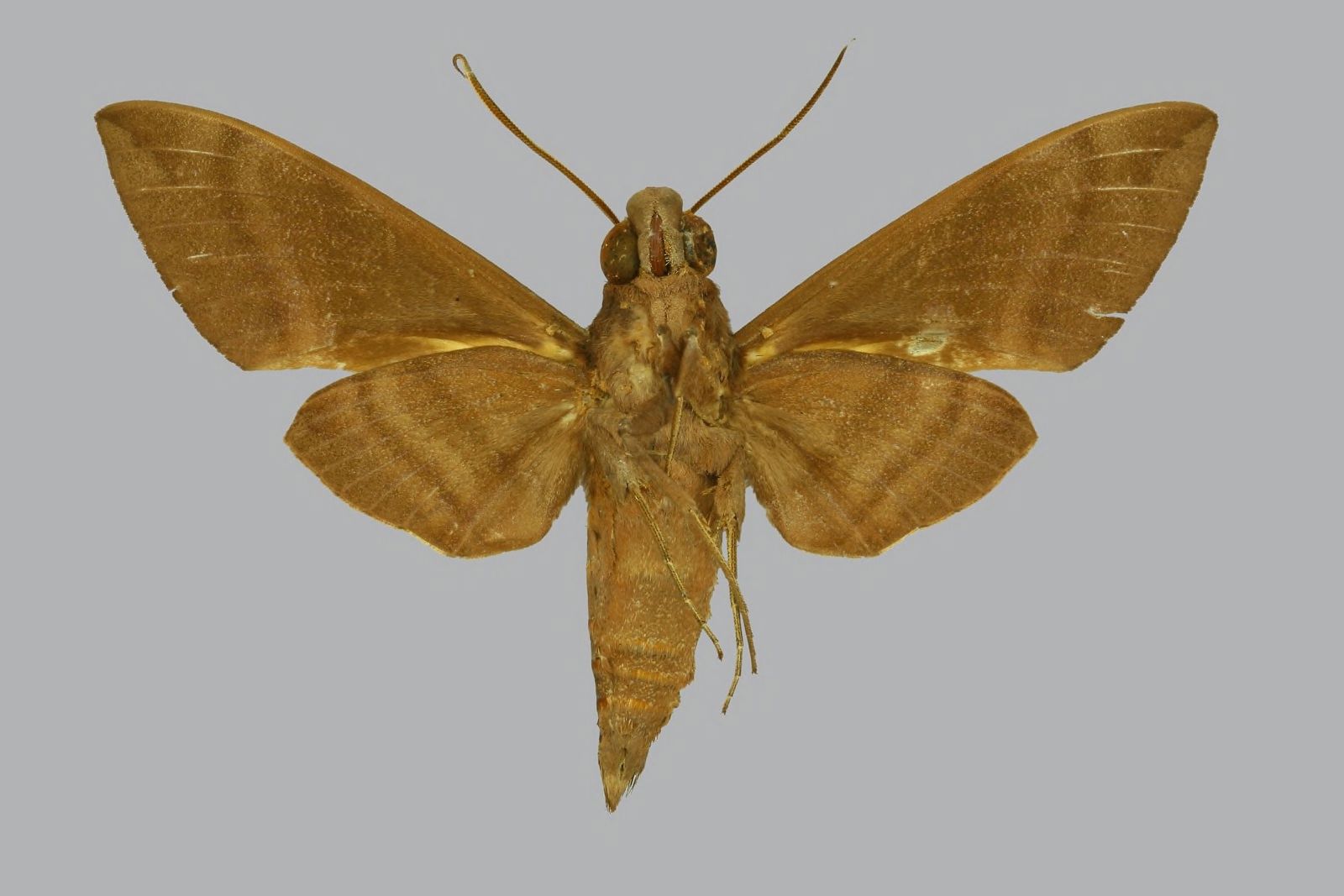 Nephele oenopion transitoria, male, underside. France, Moheli, …