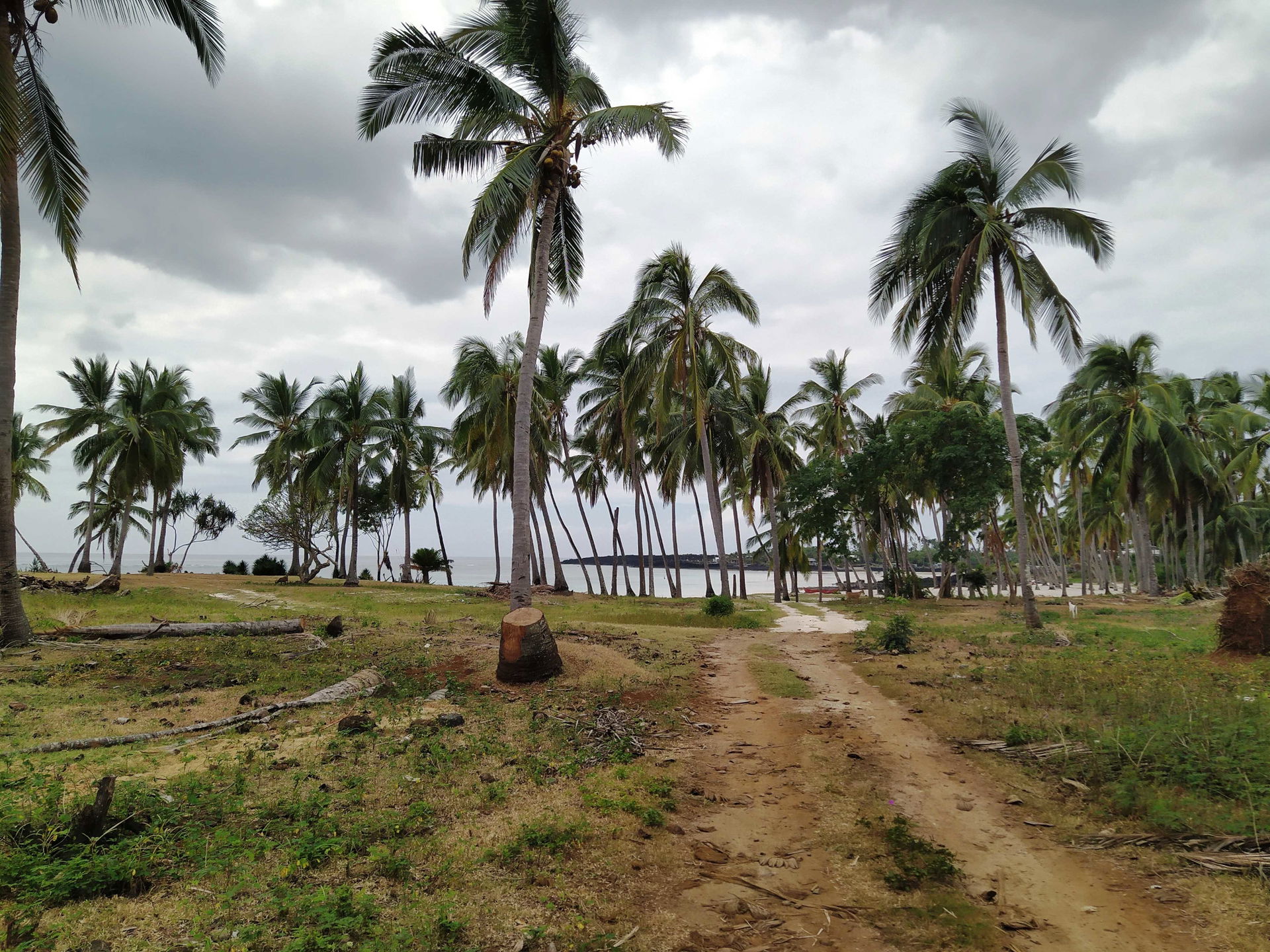 Palm trees grove near Mitsamiouli beach, Grande Comore, Comoros