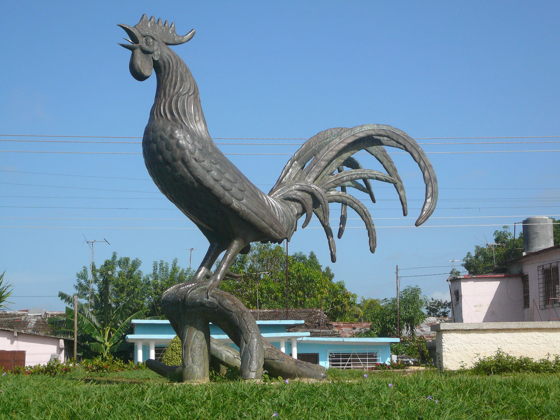 El Gallo de Morón, Cuba