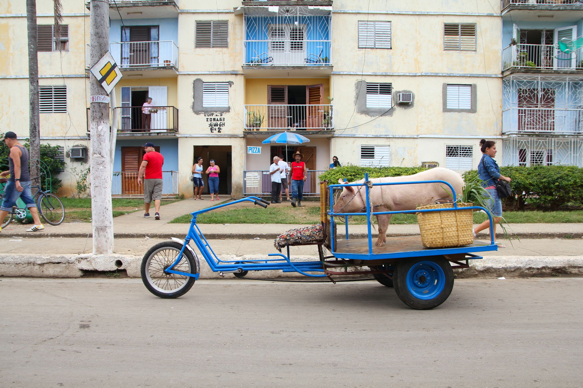 Pig transported in custom made bicycle in Moron, Cuba.