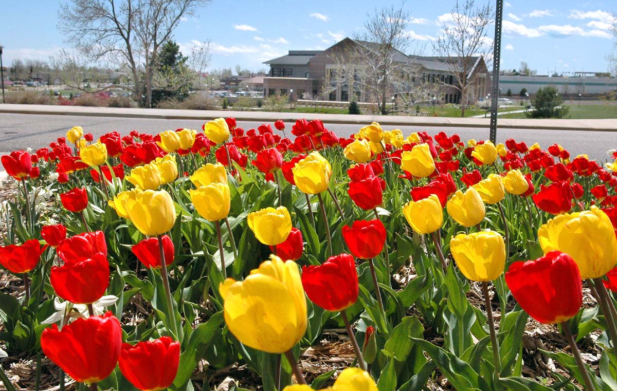 Tulips - Broomfield - CO