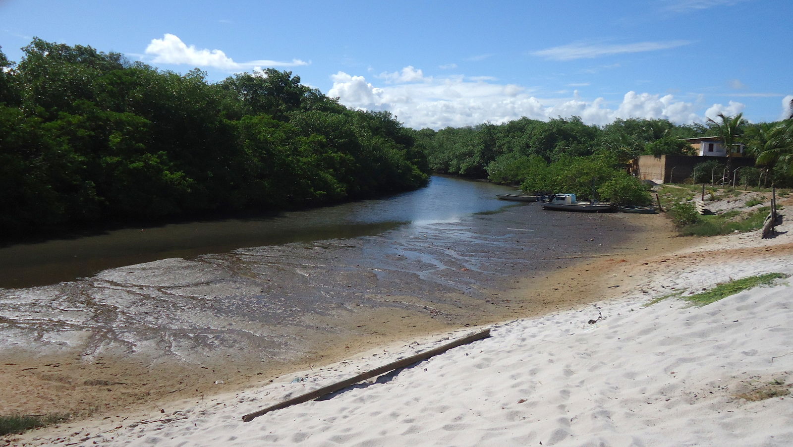 Mangrove forest.