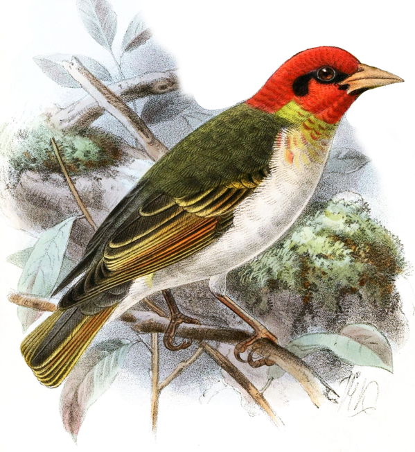 Caconda