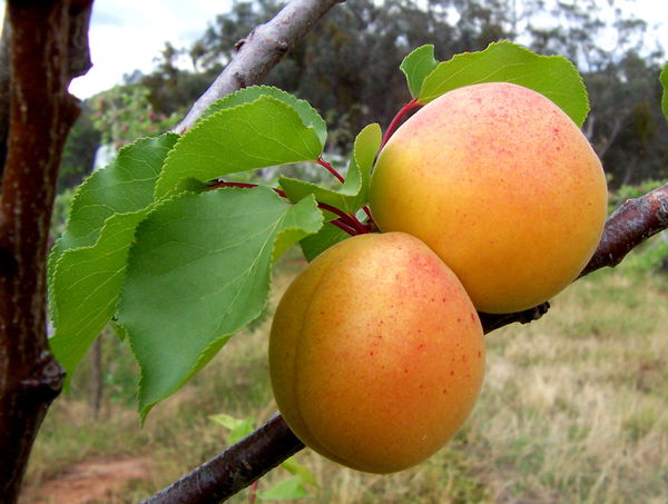 Abricots