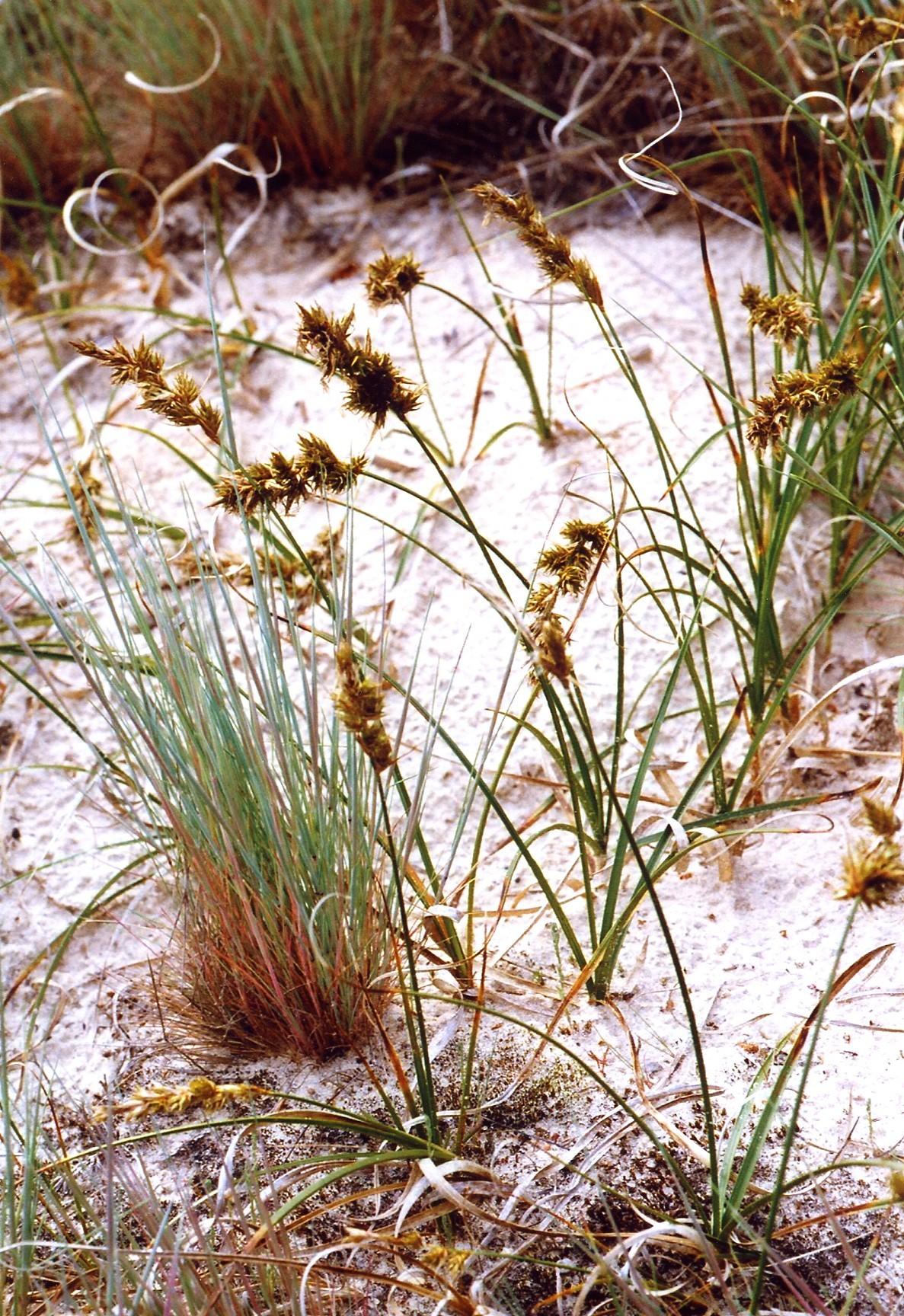 Sand sedge, Carex arenaria, together with Corynephorus canescen…