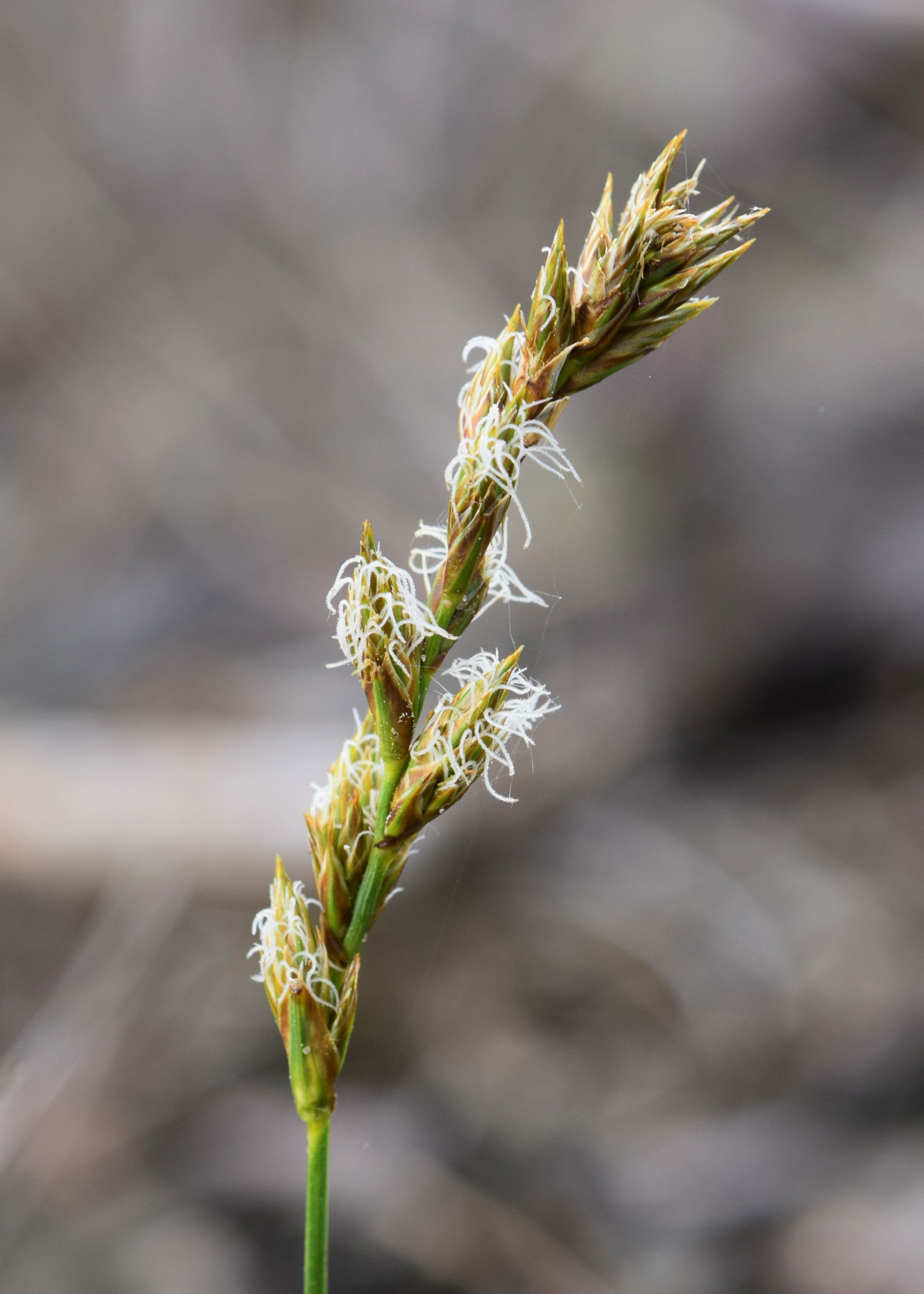 Carex arenaria in Gryfno near Szczecin, NW Poland