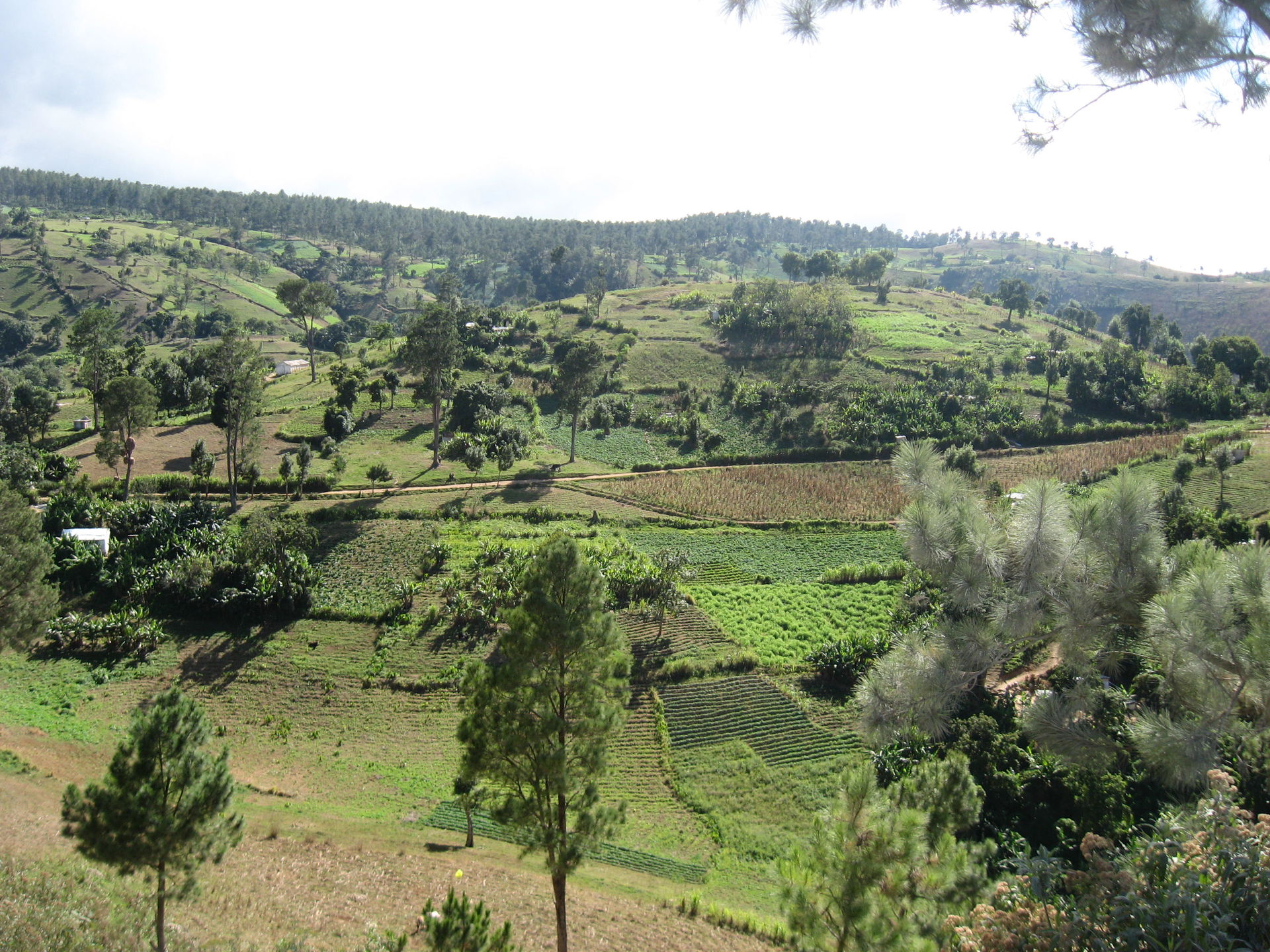 Paysage entre Fonds-Verettes et Foret des Pins