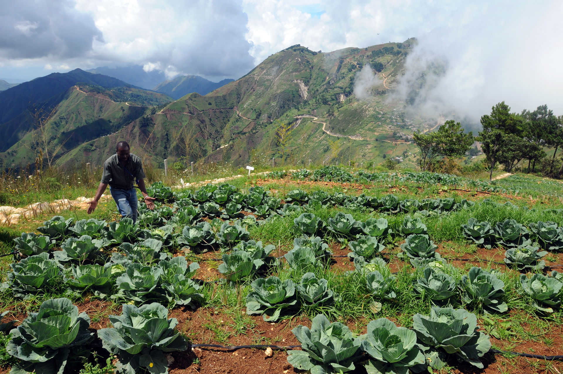 Amid rows of cabbage, John Atis talks about the crop grown at t…