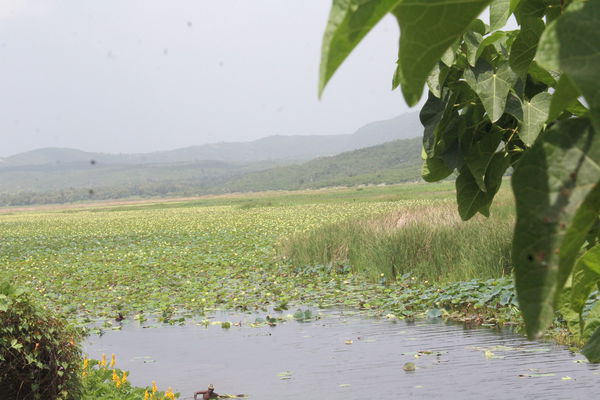 Miragoane