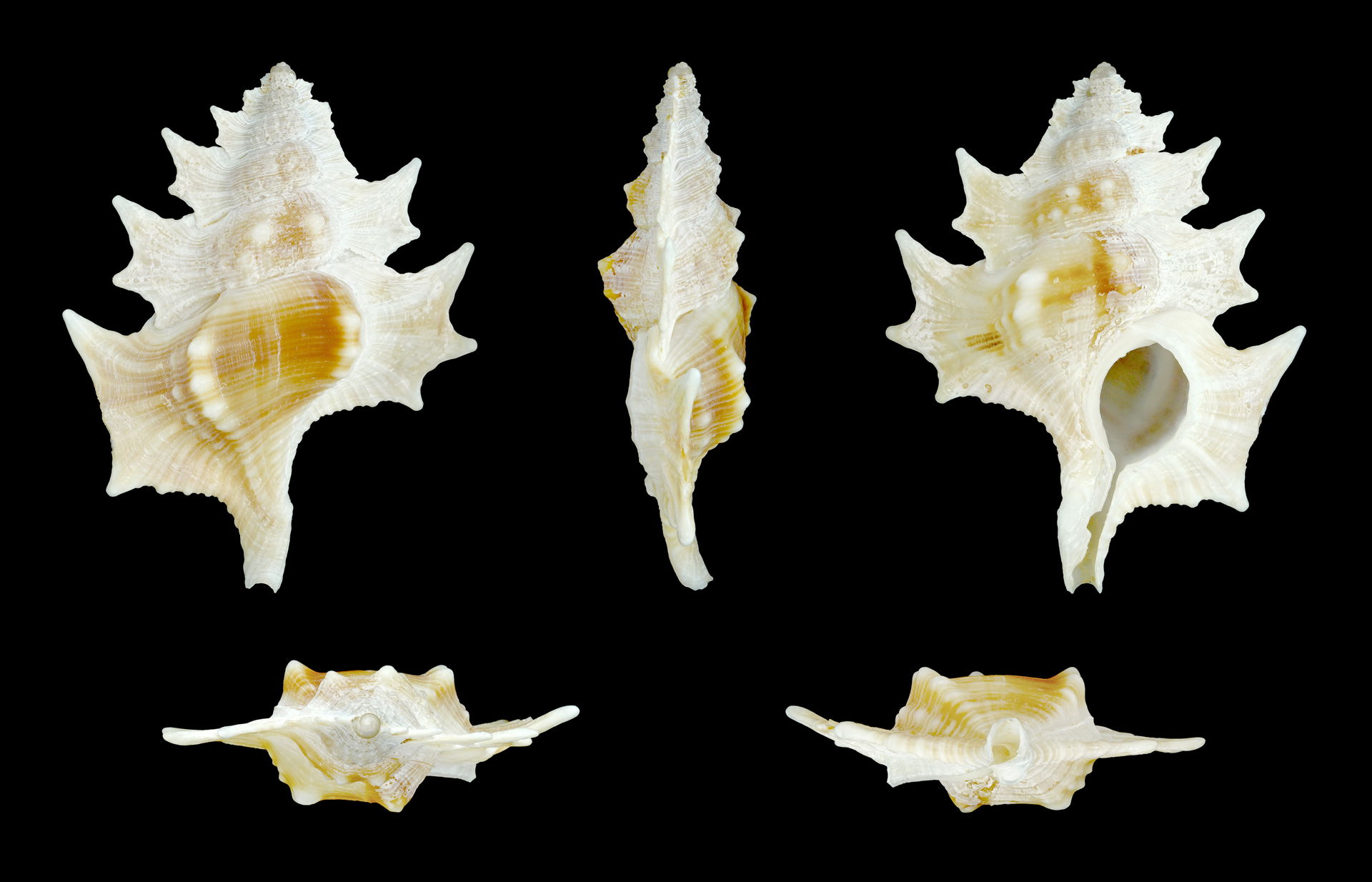 Maple Leaf Triton; Length 4.0 cm; Originating from Balicasag Is…
