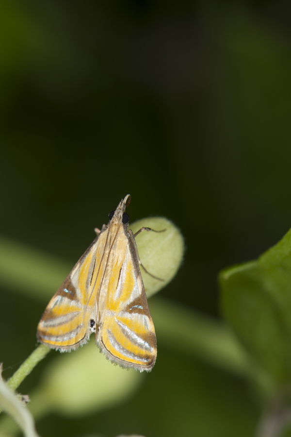 Talanga