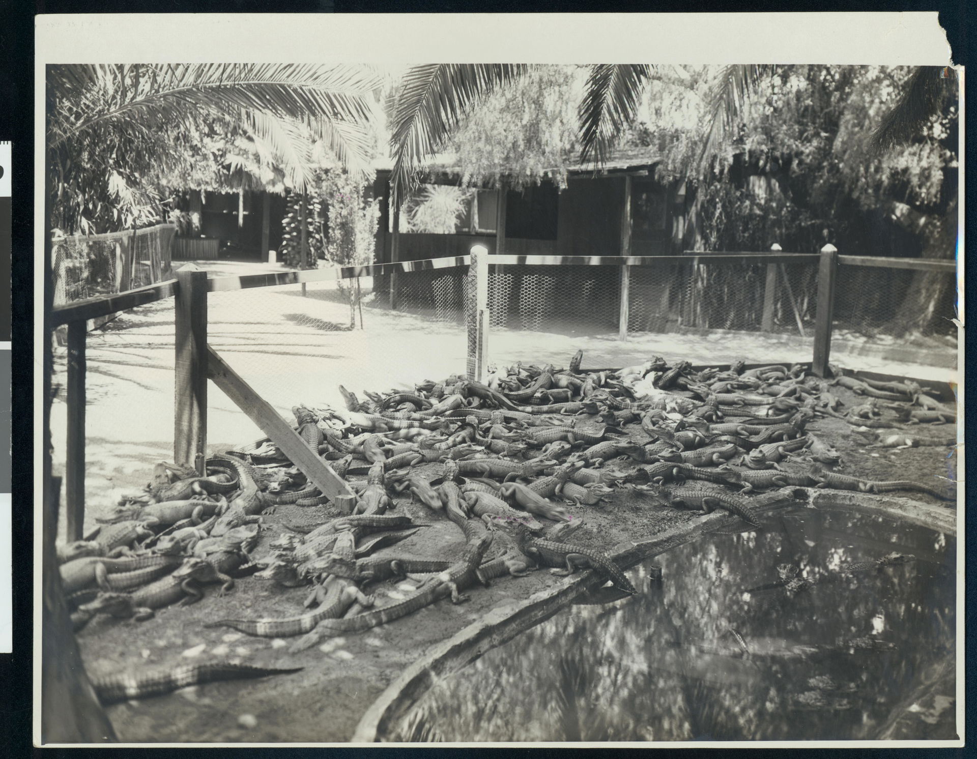 Photograph of several dozen alligators laying near a pond in a …