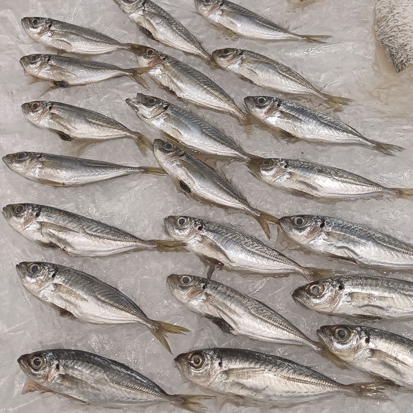Anchovy