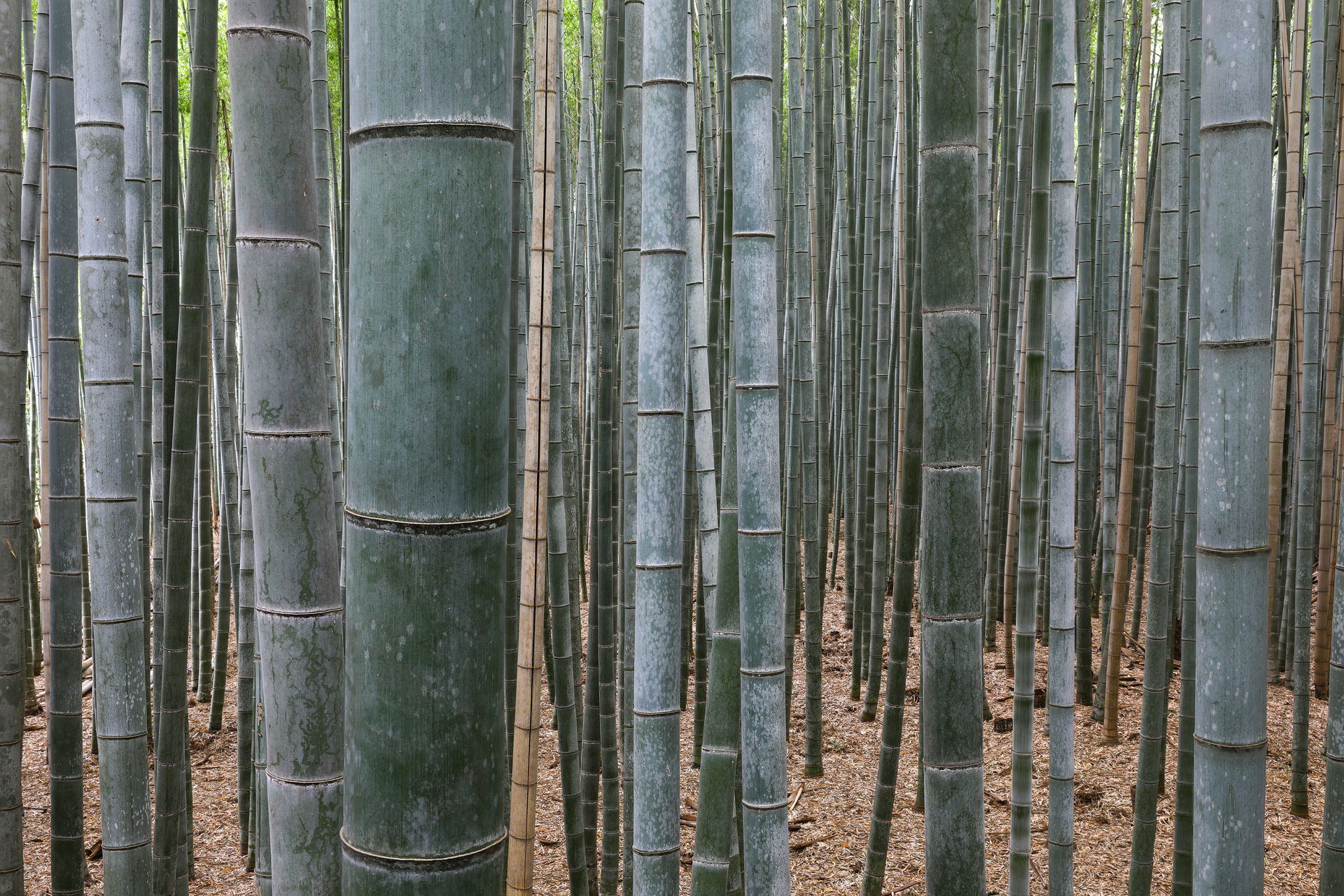 Bamboo Forest, Arashiyama, Kyoto, Japan. Focus stacking from 6 …