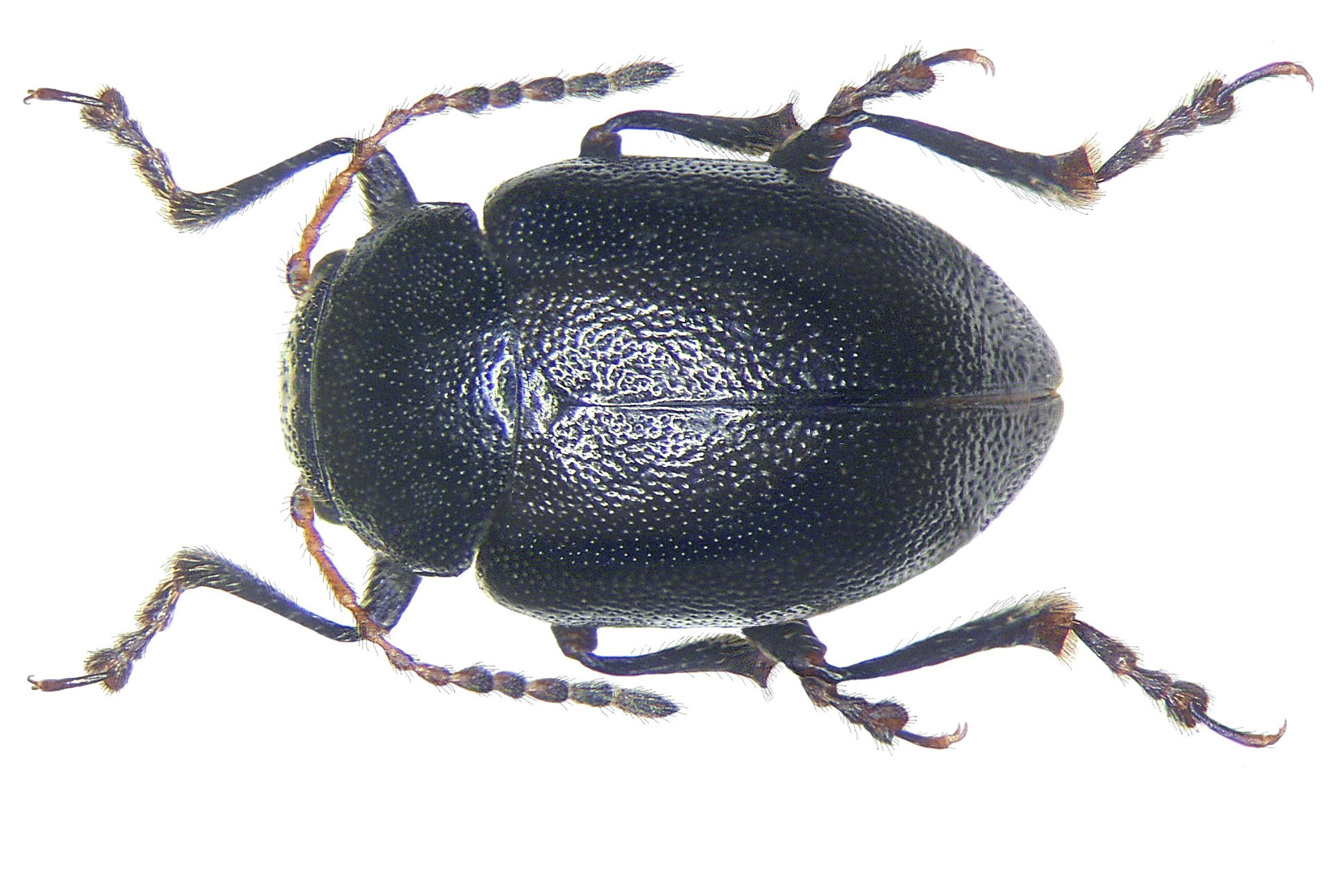 Familie: Chrysomelidae
Grösse: 5,5 mm
Verbreitung: mediterran
F…