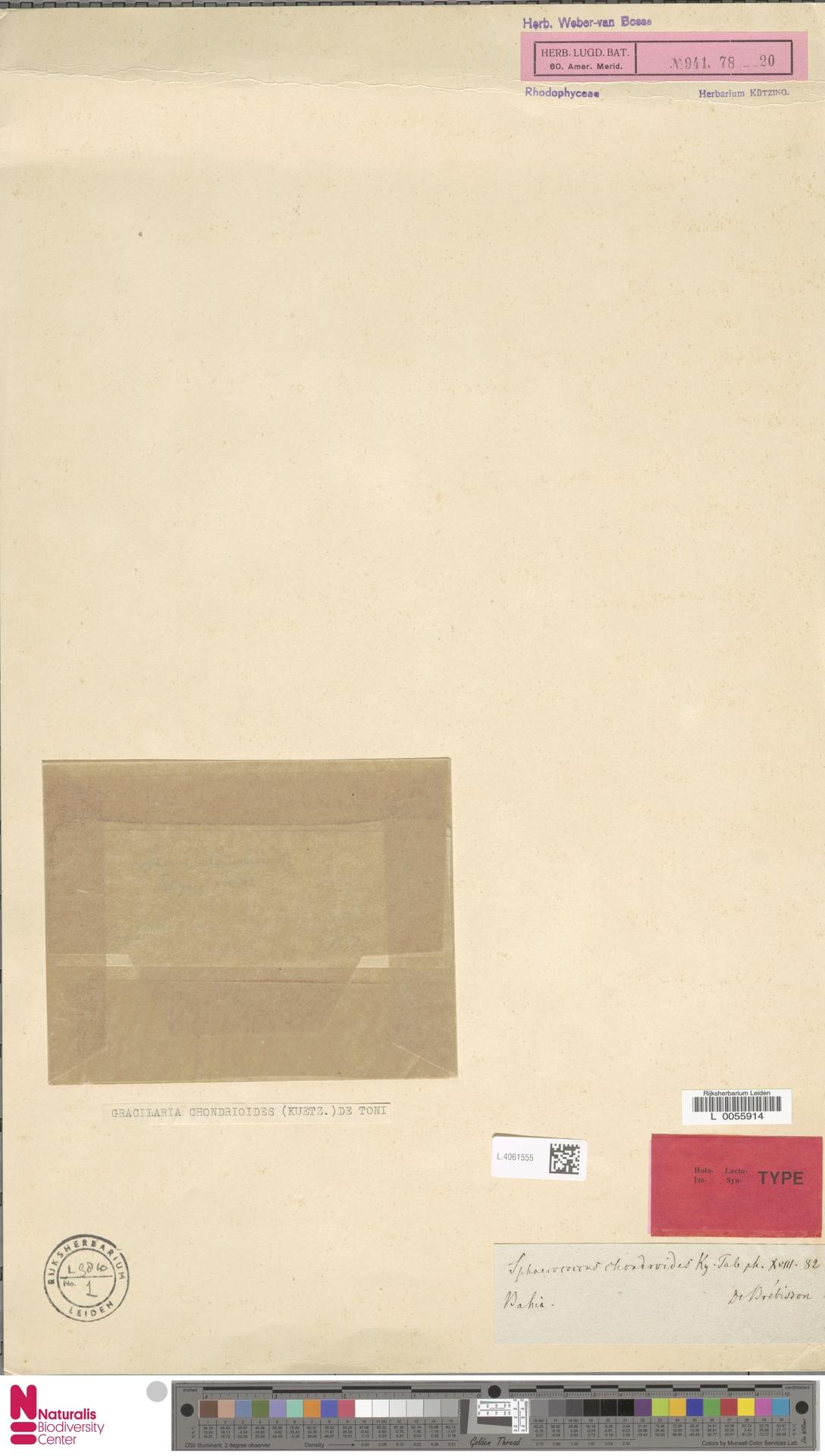 Sphaerococcus chondrioides Kütz. (type of) - Gracilaria chondri…