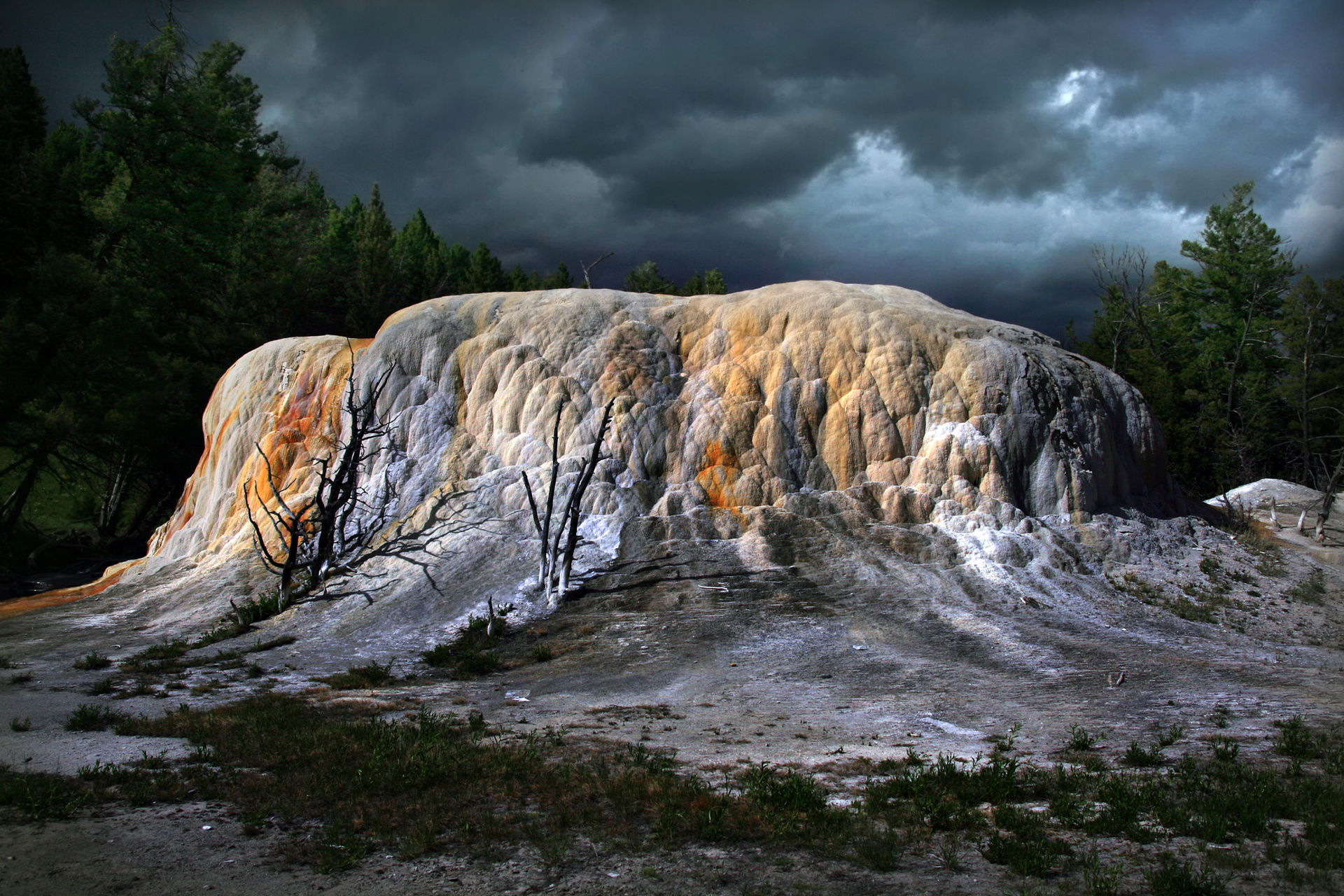 Dead trees at Orange Spring Mound at Mammoth Hot Springs, Yello…