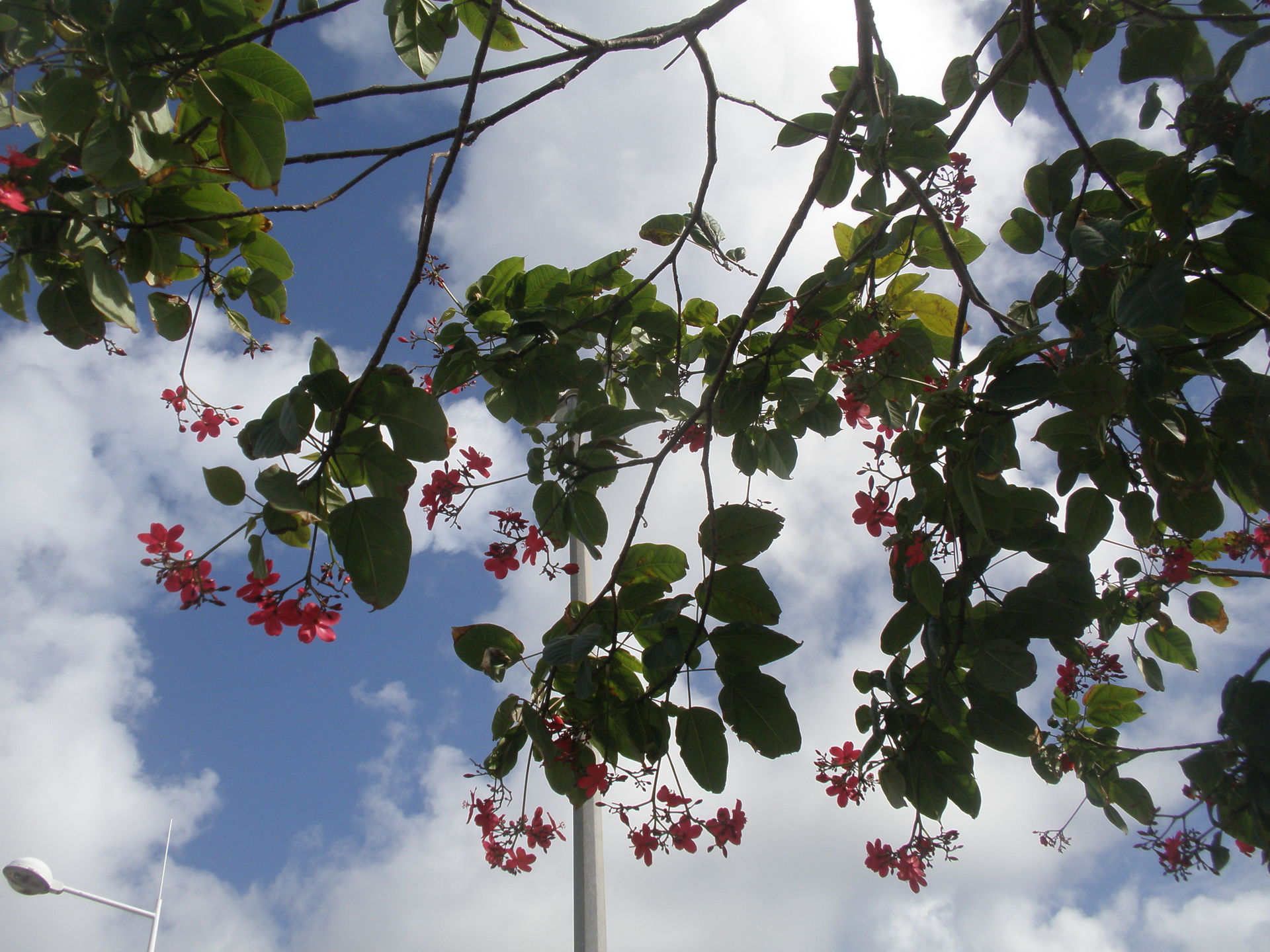 Jatropha integerrima à Tartane (La Trinité, Martinique)