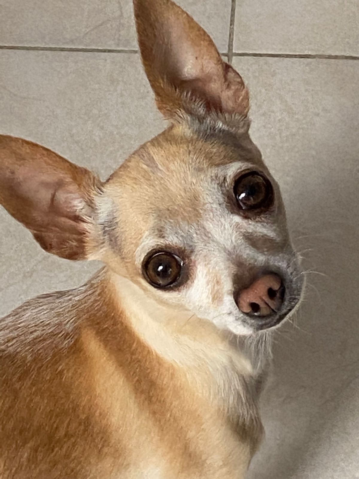 A Chihuhua dog with brown fur looking at camera.