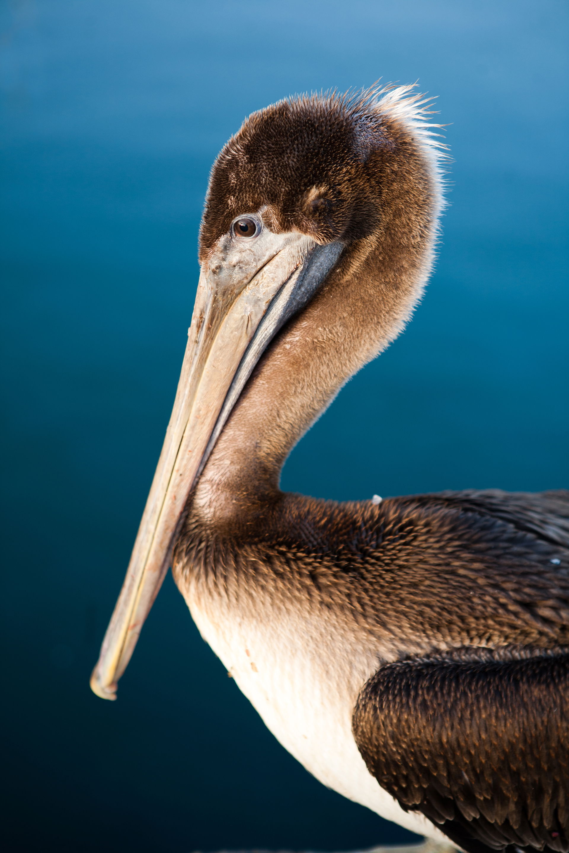 Brown Pelican in Ensenada, Baja California, Mexico.