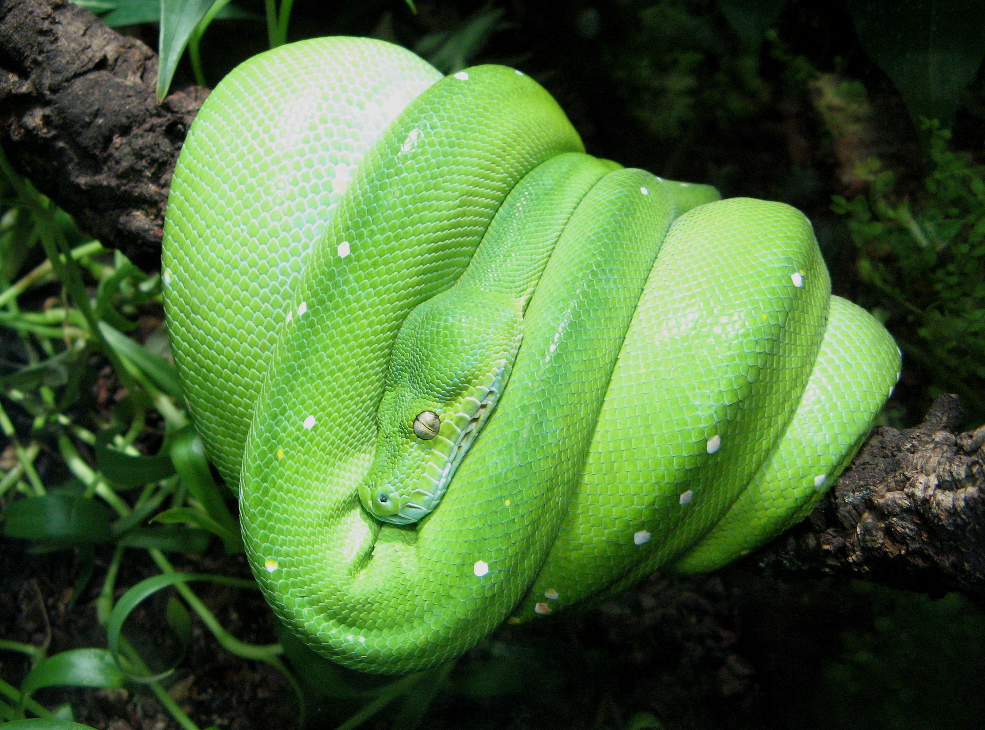 Morelia viridis, Berlin Aquarium (Zoologischer Garten)