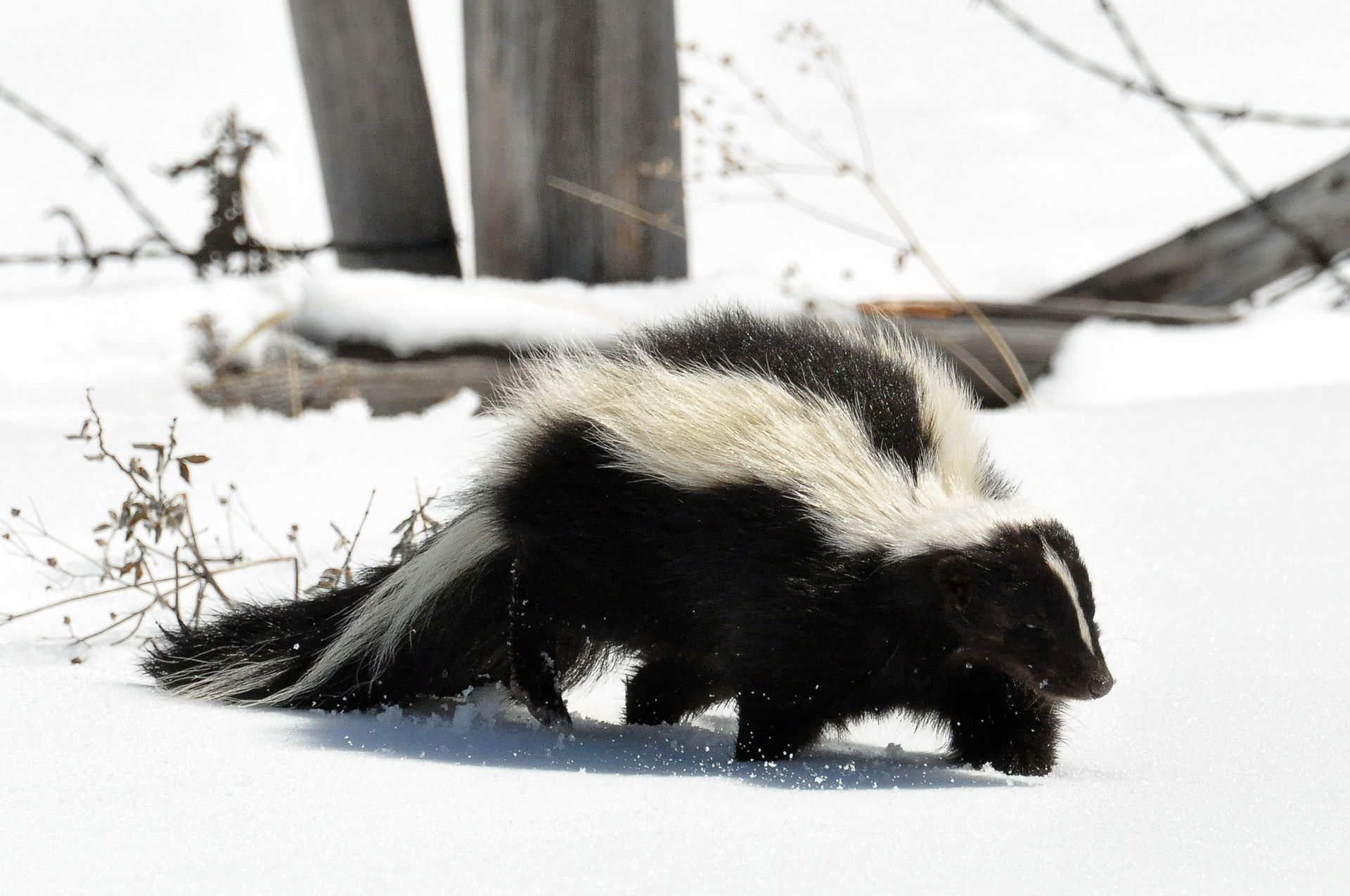 Lin spotted this Striped Skunk from our Honda CR-V at highway s…