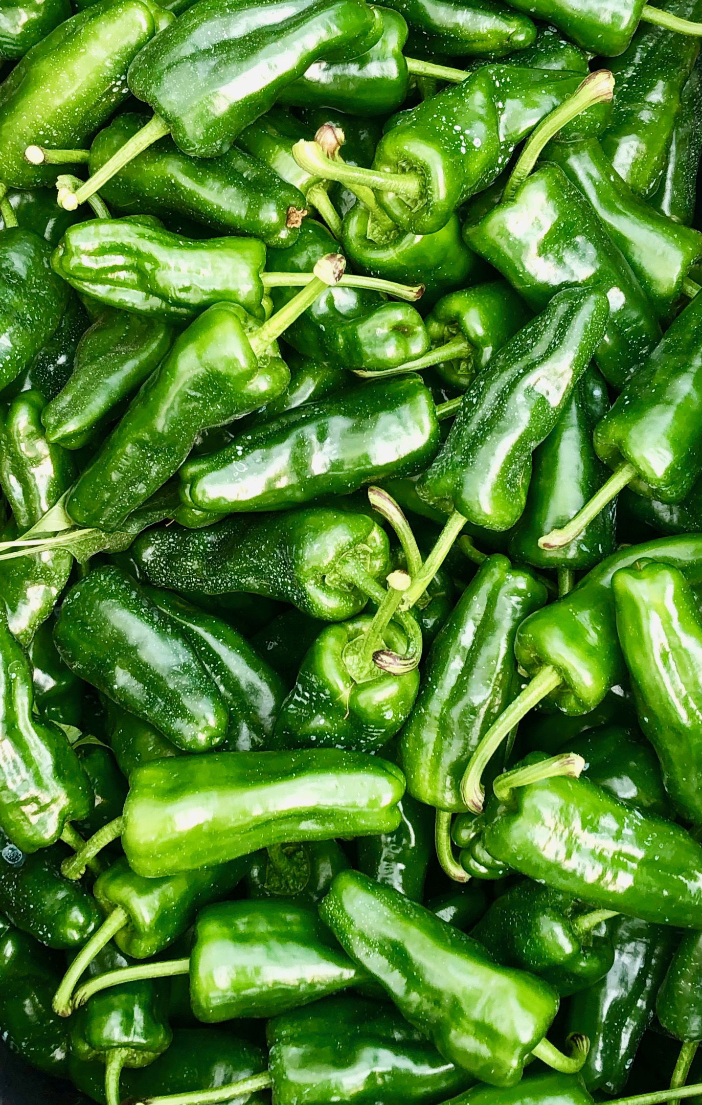 El denominado pimiento de Padrón es una variedad de pimiento (C…