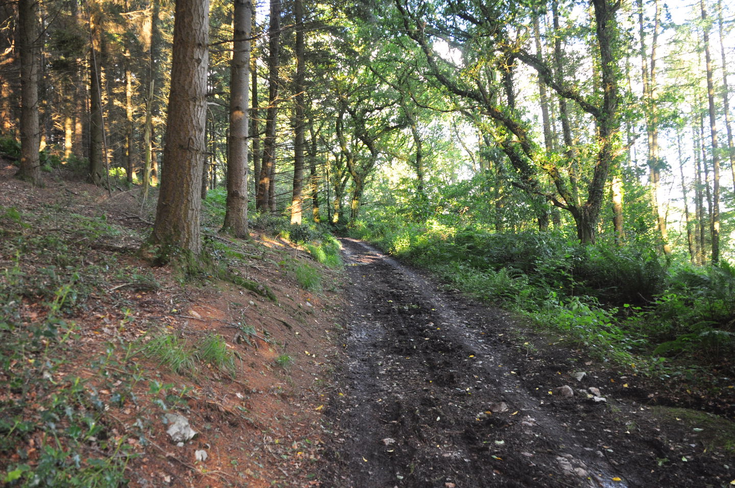 Davy Hill