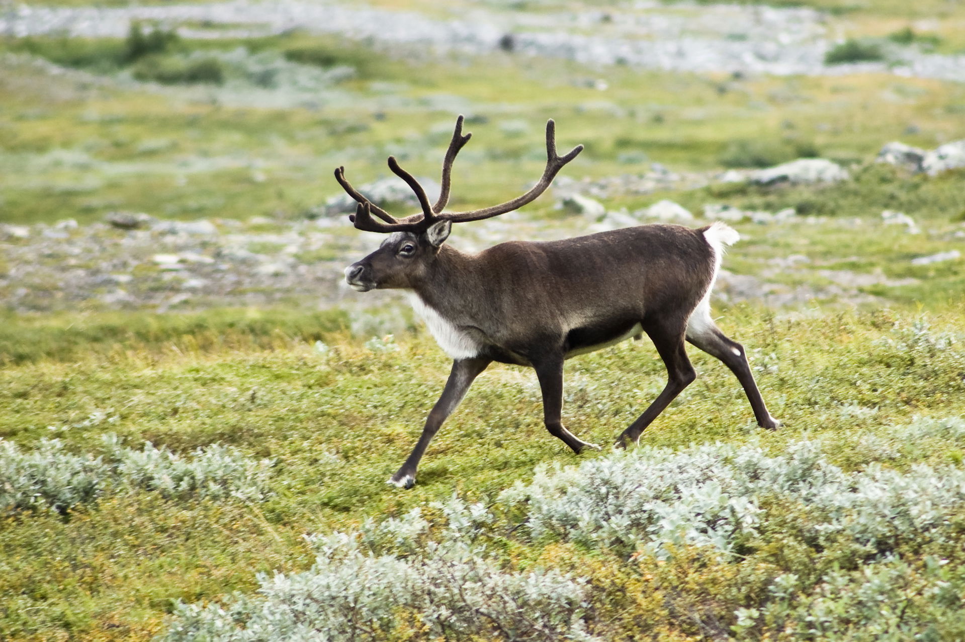 Strolling reindeer (Rangifer tarandus) in the Kebnekaise valley…
