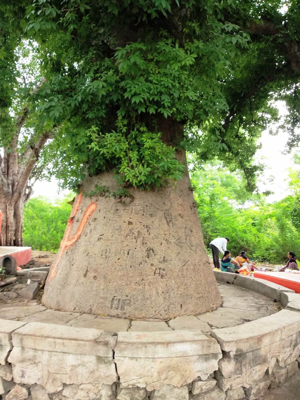 A very well grown Baobab tree stands near a worship place - a H…