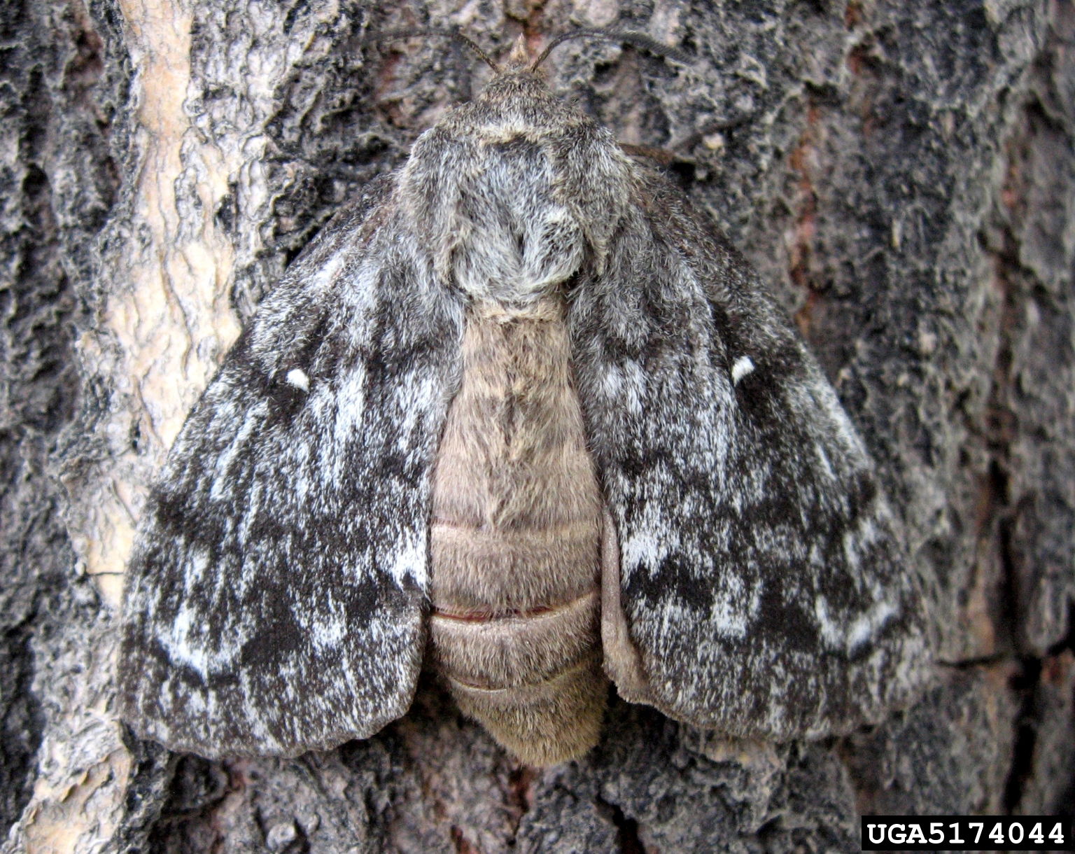 Siberian silk moth
Dendrolimus superans sibiricus Tschetveriko…