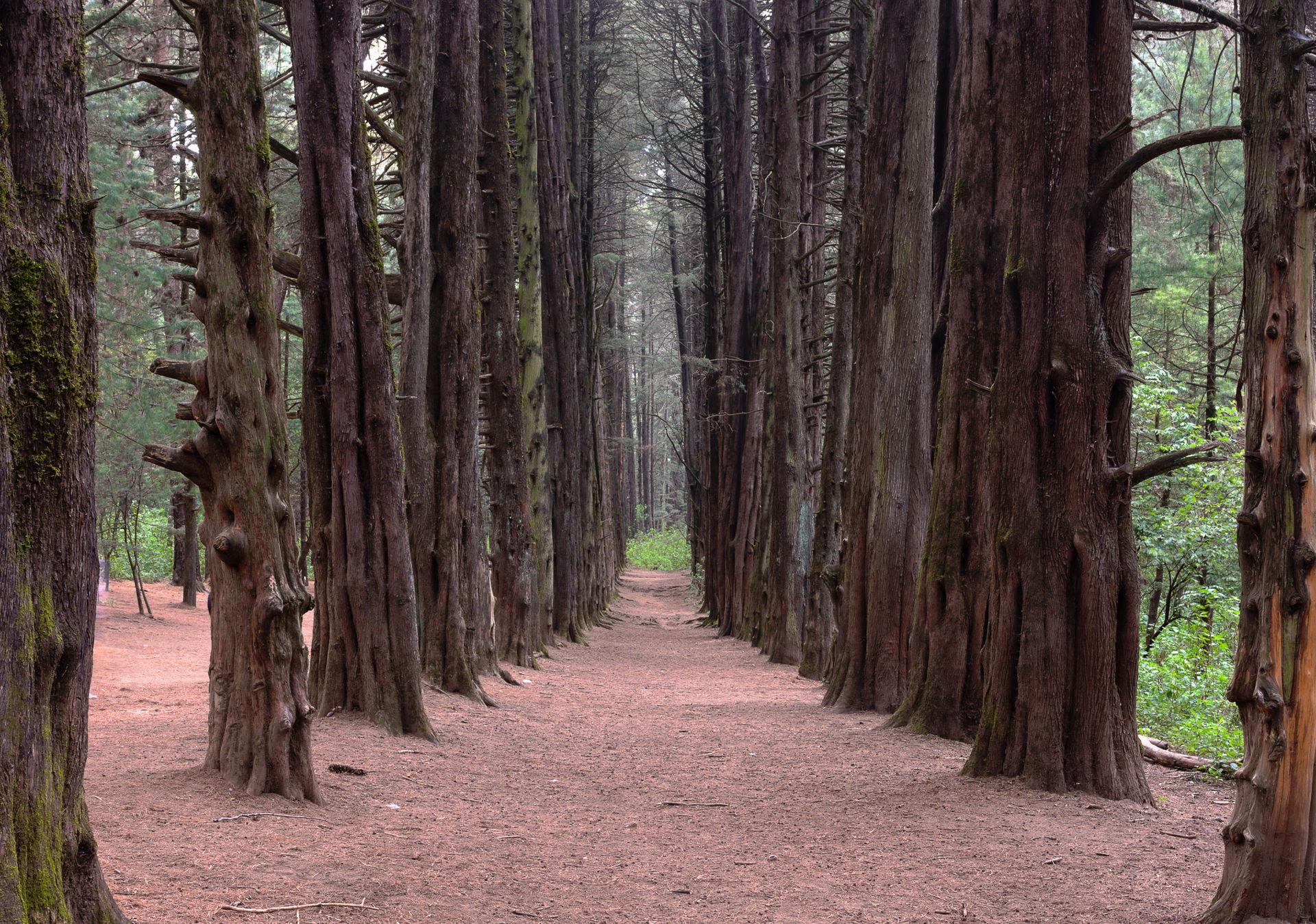 Ocotal forest, Mexico City