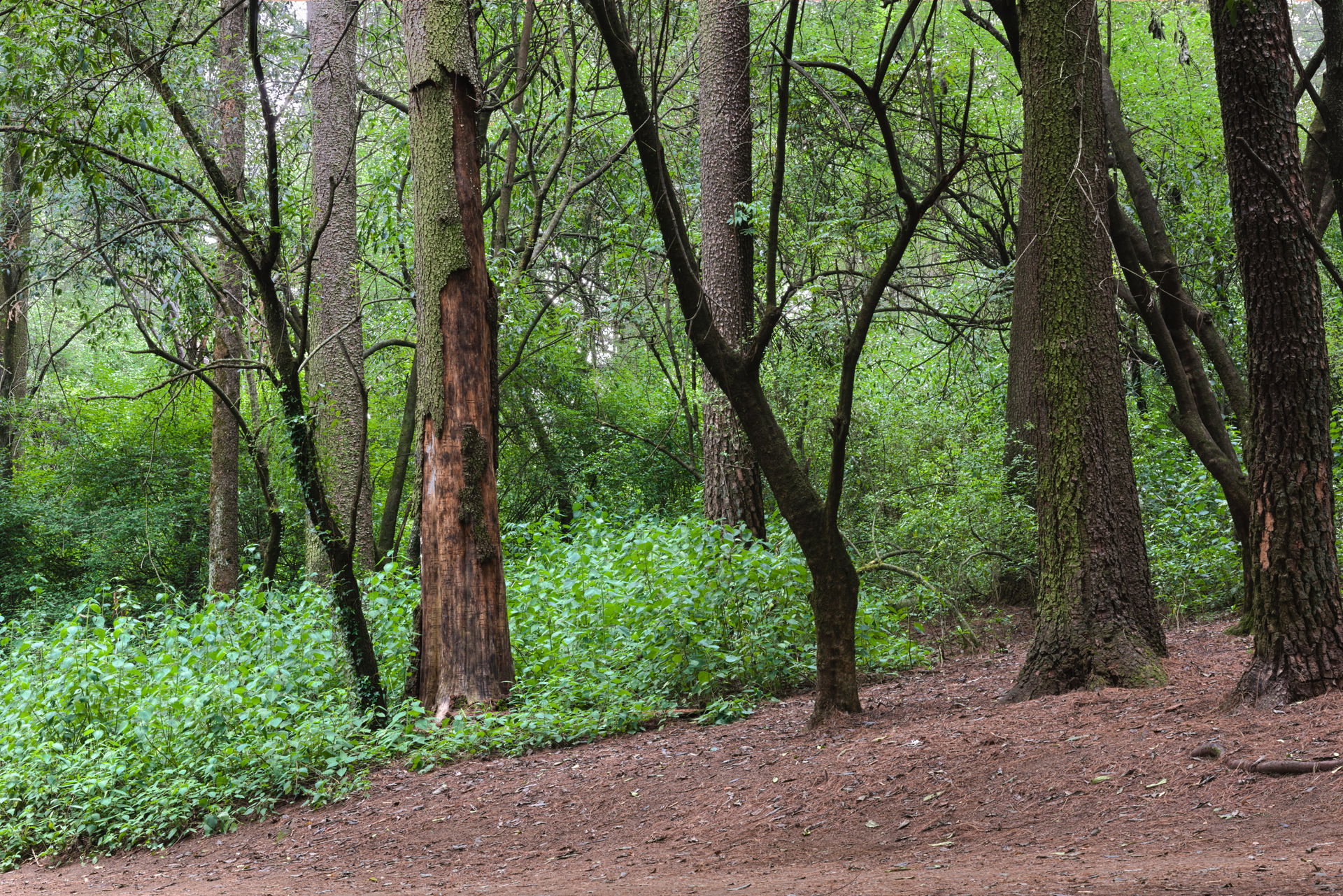 Ocotal forest, Mexico City