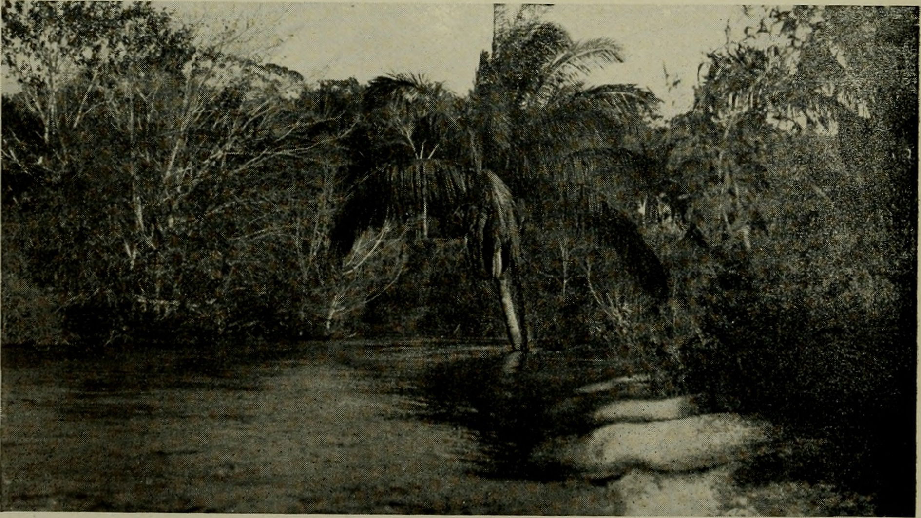 Title: The American Museum journal
Identifier: americanmuseumjo…