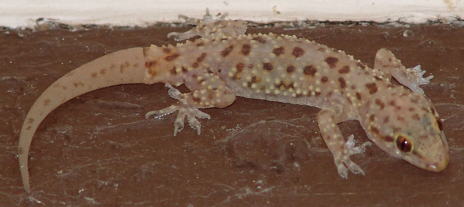 I'm not sure what type of Gecko this is, but there are several …