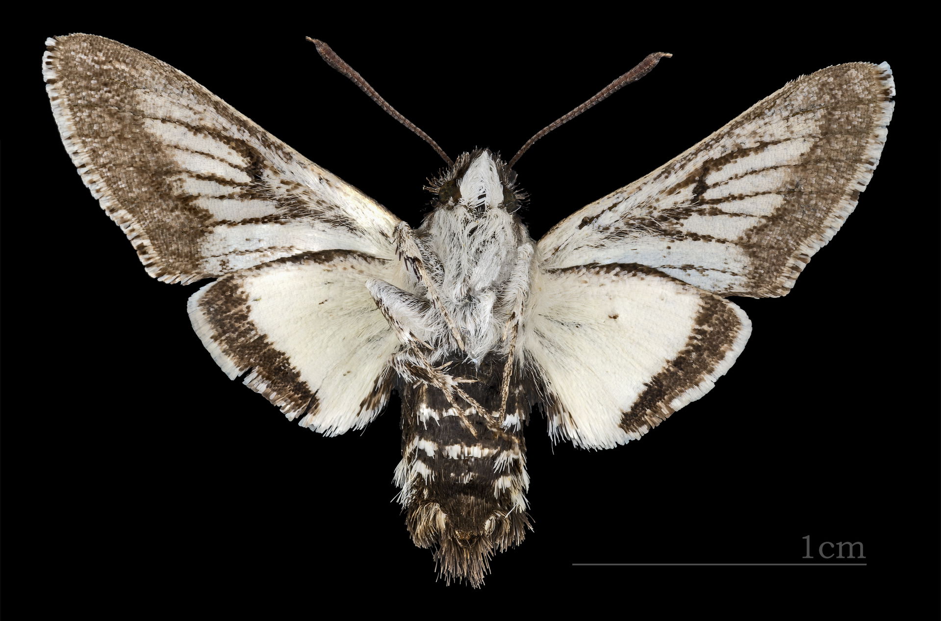 Phaeton Primrose Sphinx Moth - △ Ventral side △
Collection of t…