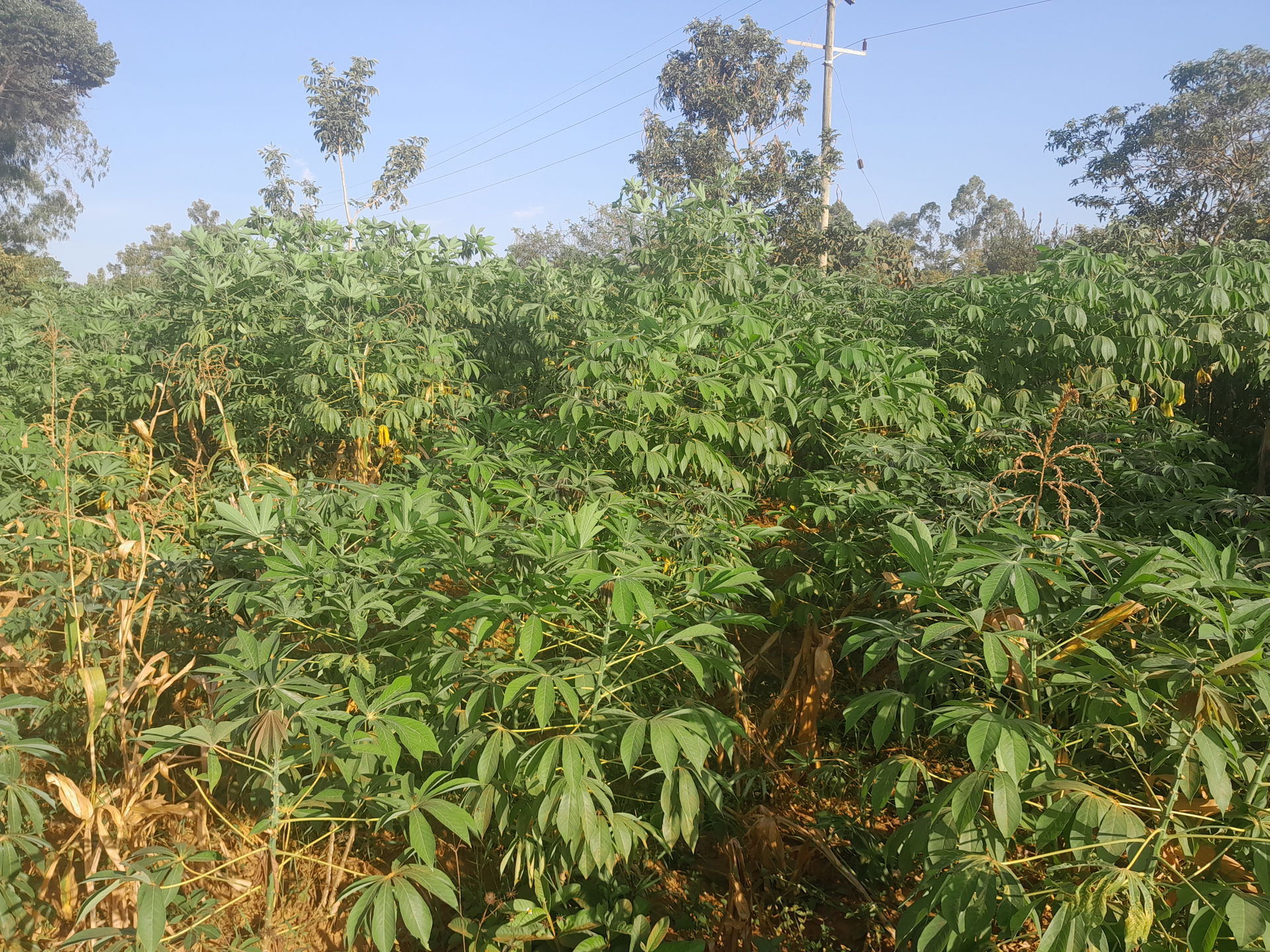 Cassava production and quality stem cutting with bulk product u…