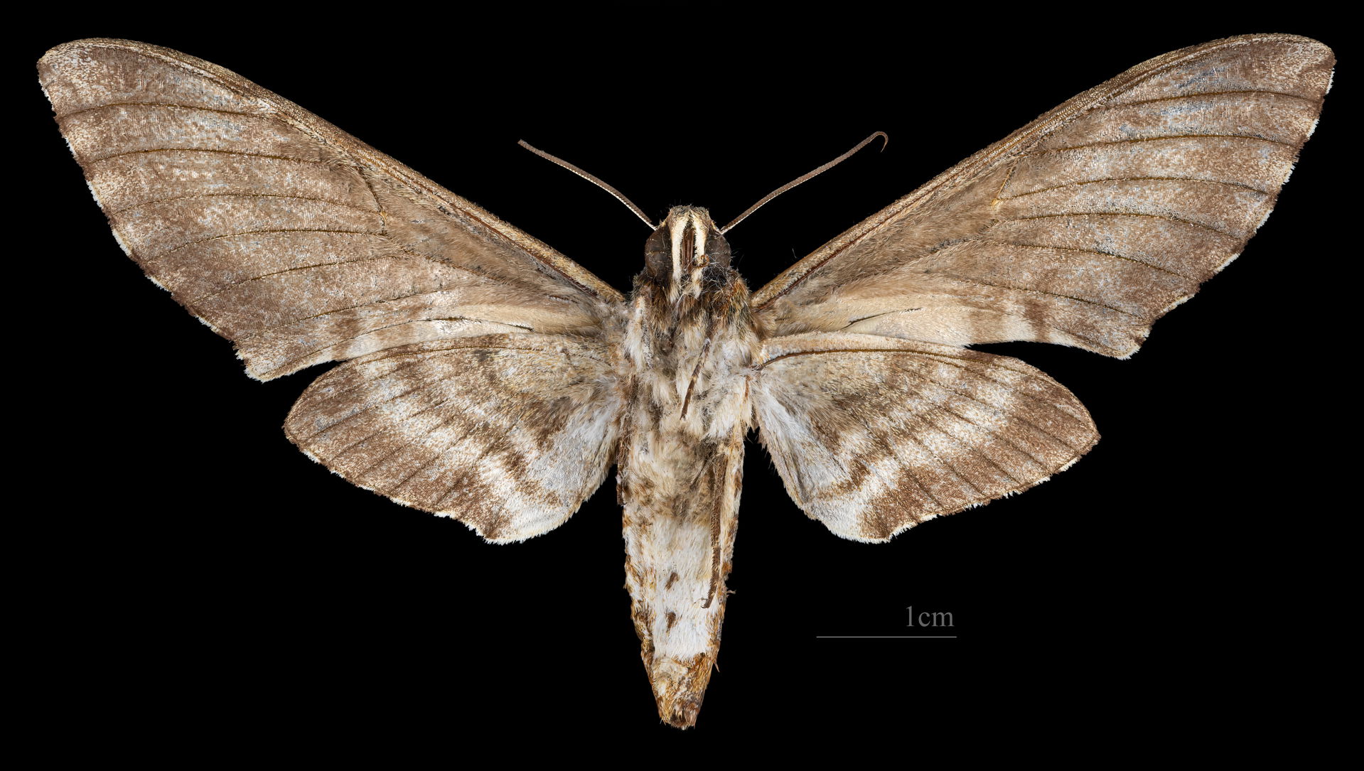 Manduca corallina - Ventral side
Collection of the Mathematicia…