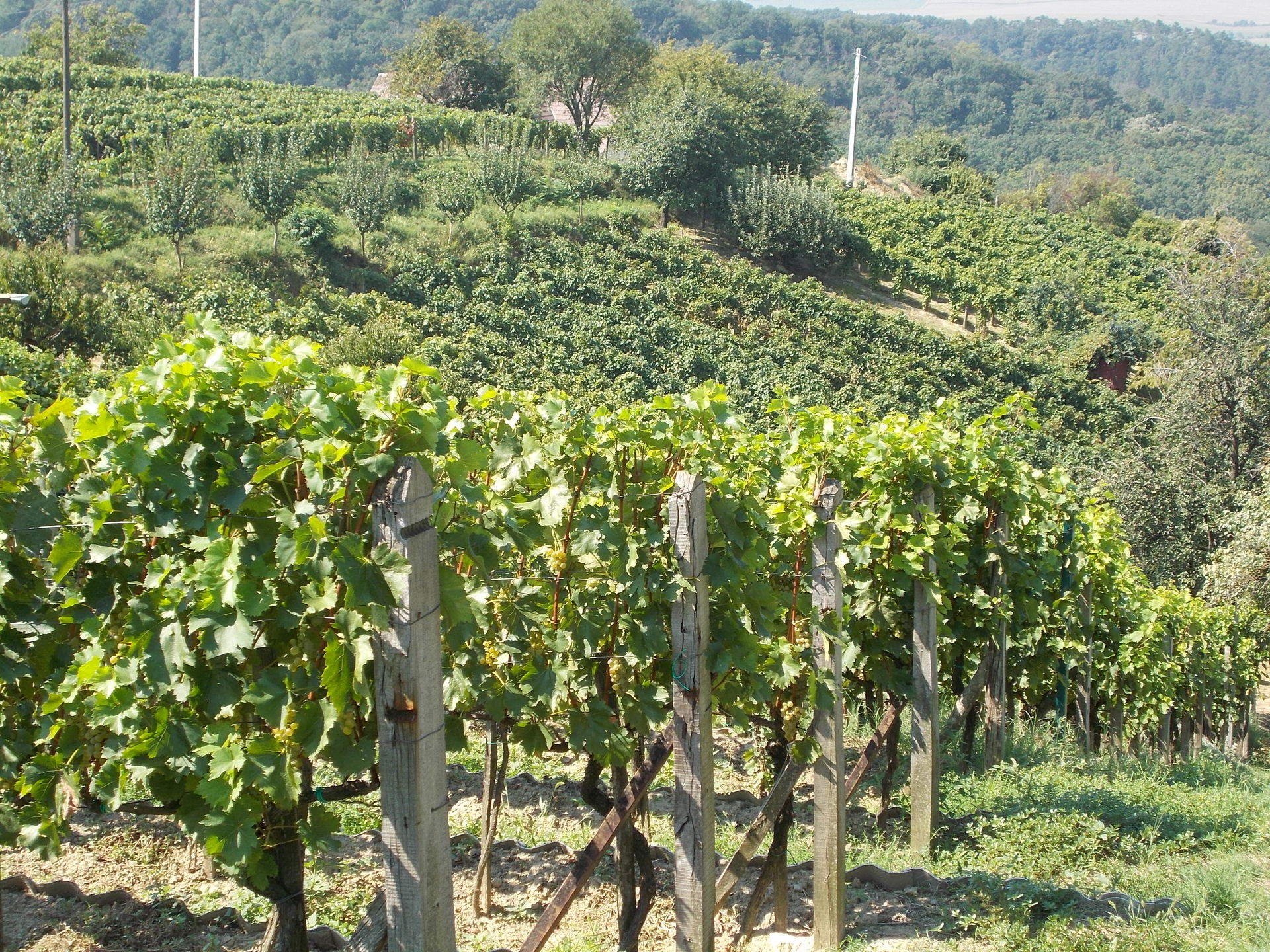 Vineyards. - Tamási, Tolna County, Hungary