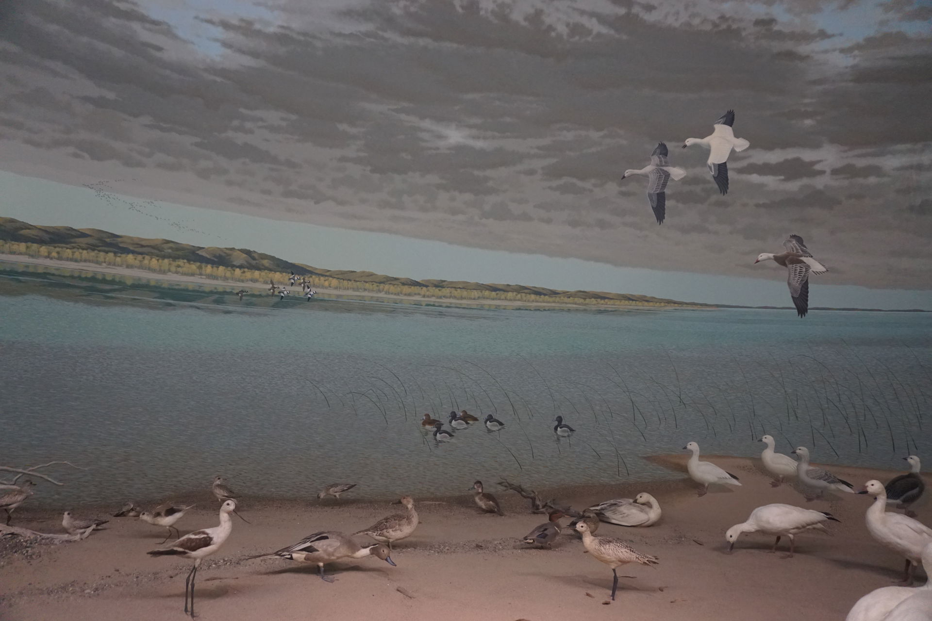 The A Prairie River, Near Yankton, South Dakota diorama in The …