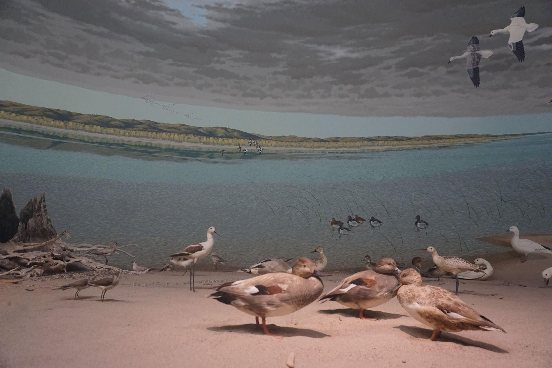 The A Prairie River, Near Yankton, South Dakota diorama in The …