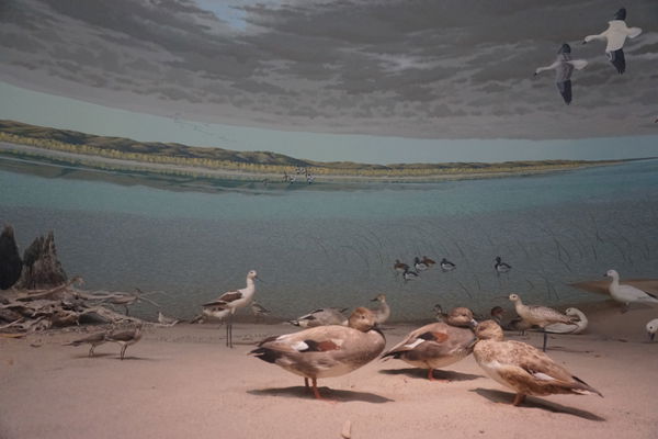 Yankton
