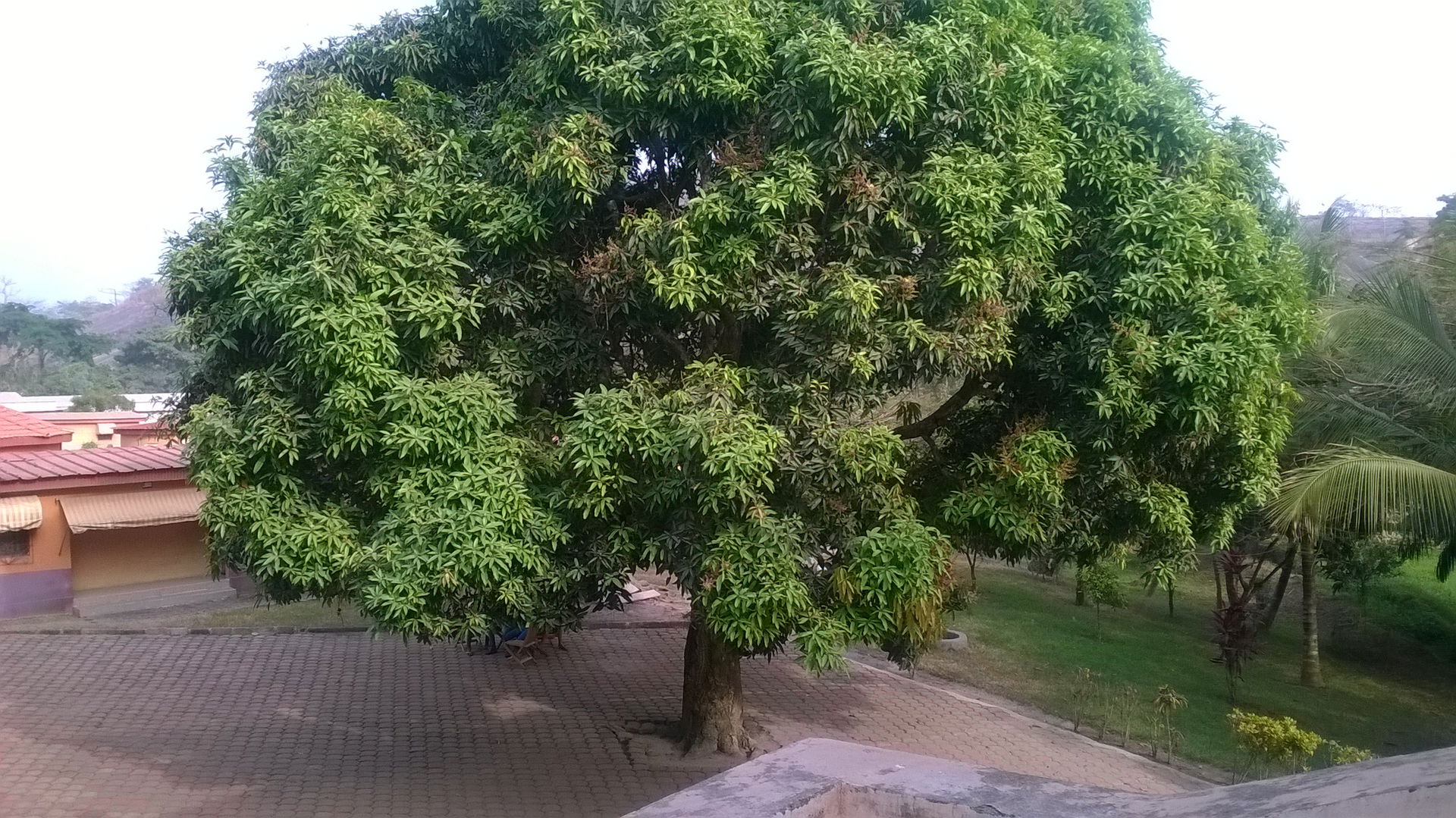 Arbre à Issia, Côte d'Ivoire