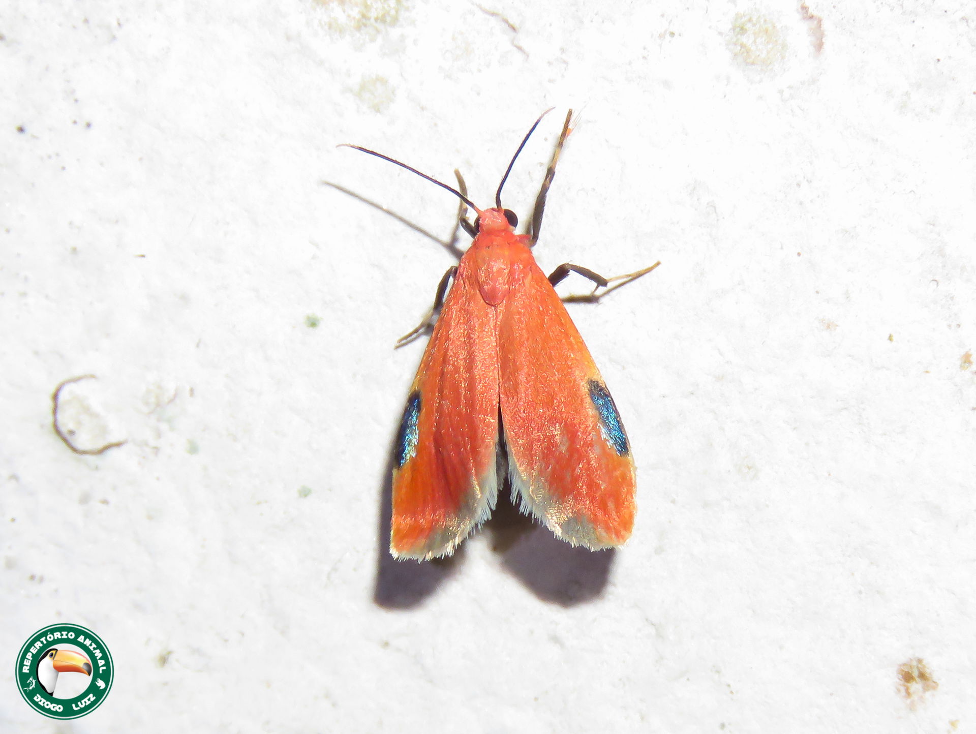 Talara coccinea, ReBio do Tinguá - ICMBio - Nova Iguaçu - RJ, B…