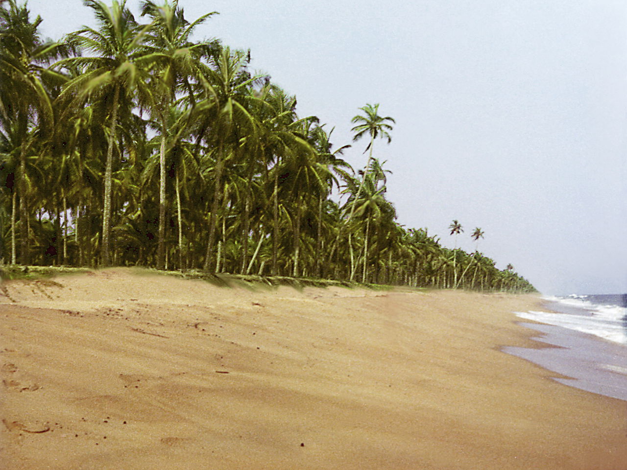 Cocotiers sur la plage de Jacqueville, Côte d'Ivoire, en 1973.
