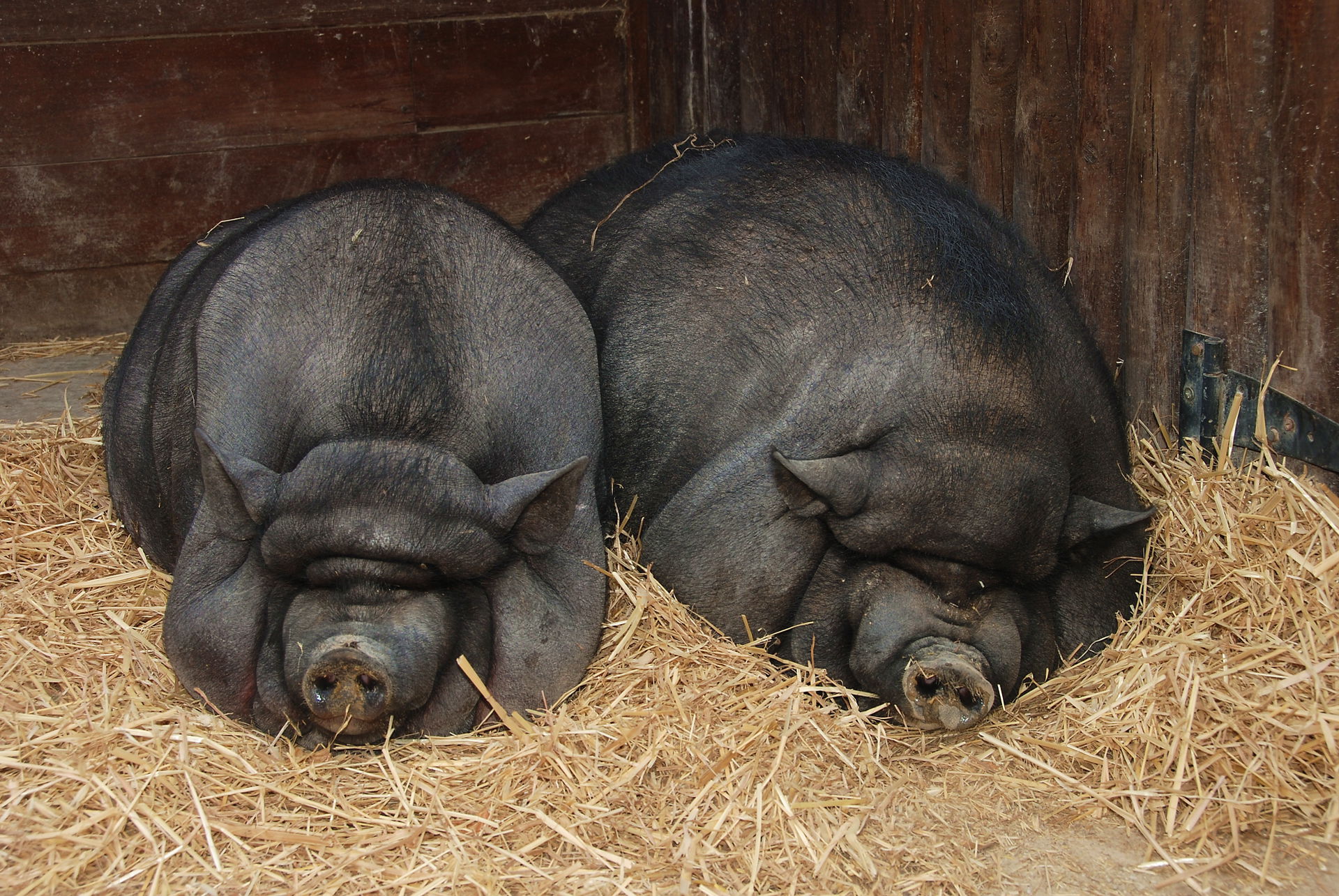 Two Pot-bellied pigs (Sus domesticus) resting at the Lisbon zoo.